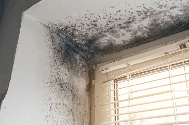 Affordable Mold Cleanup solutions in Clarence, PA